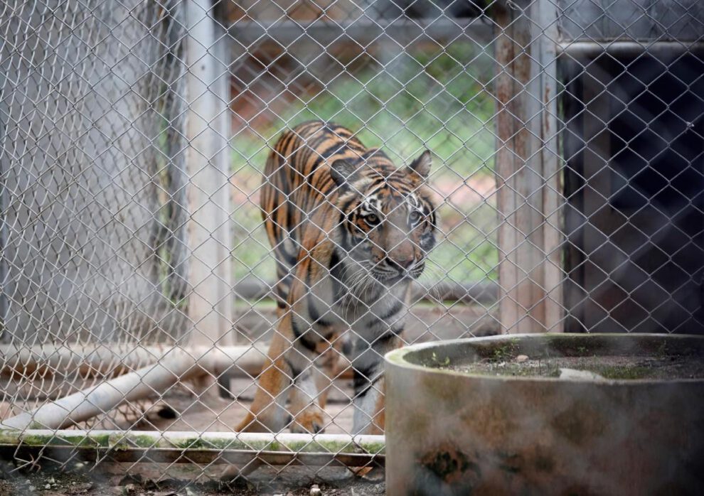 tigre en un santuario en Tailandia