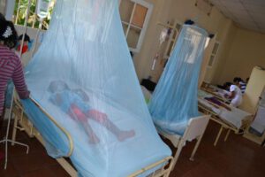 El nuevo genotipo del mosquito chikunguña aumenta el riesgo de contagio y meningitis en Santa Cruz