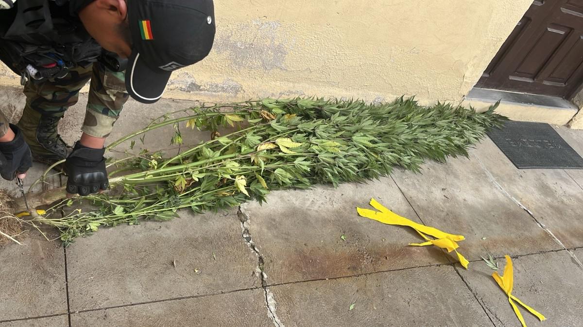 Viveros en Lagunillas, Potosí