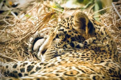 Jaguar Yaguara, en Santa Cruz (Bolivia)