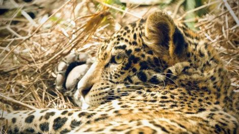 Jaguar Yaguara, en Santa Cruz (Bolivia)