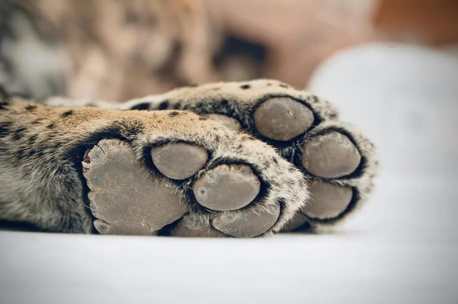 Pies de la jaguar Yaguara