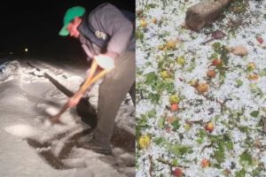 cultivos cubiertos con granizo