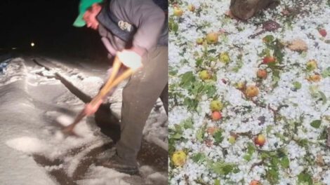 cultivos cubiertos con granizo
