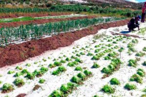 cultivos cubiertos de granizo