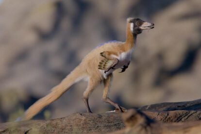 Imagen de un dinosaurio pequeño