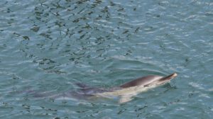 Un delfín nadando en las aguas de un puerto español