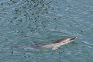 Un delfín nadando en las aguas de un puerto español