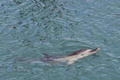 Un delfín nadando en las aguas de un puerto español