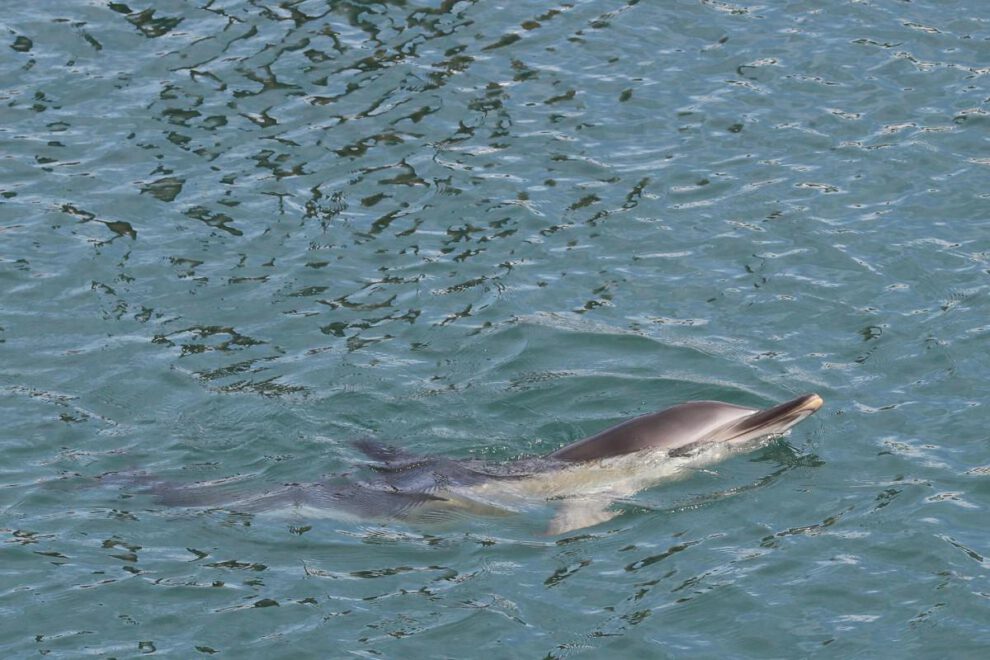 Un delfín nadando en las aguas de un puerto español