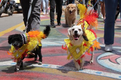 Perros disfrazados