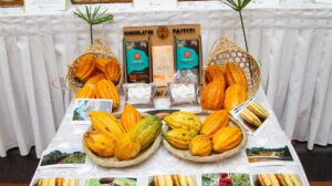 Muestras de cacao