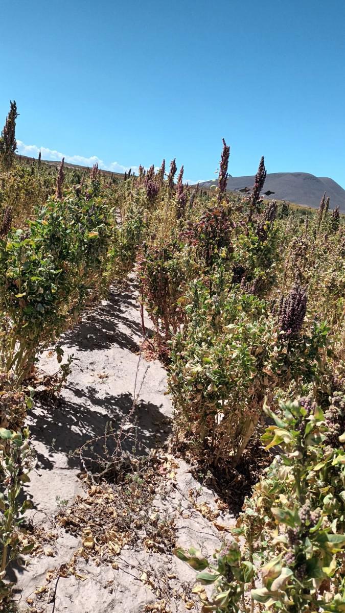 Cultivos dañados en Puqui