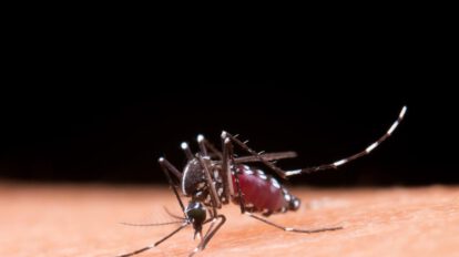 Mosquito portador