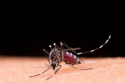 Mosquito portador