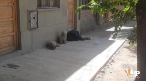 Canes junto a su amo fallecido en Oruro