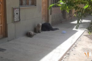 Canes junto a su amo fallecido en Oruro