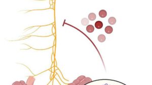La conexión entre el cerebro y el aparato digestivo