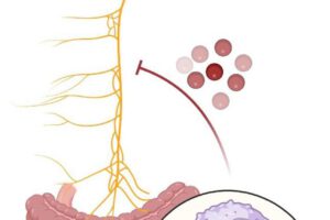 La conexión entre el cerebro y el aparato digestivo