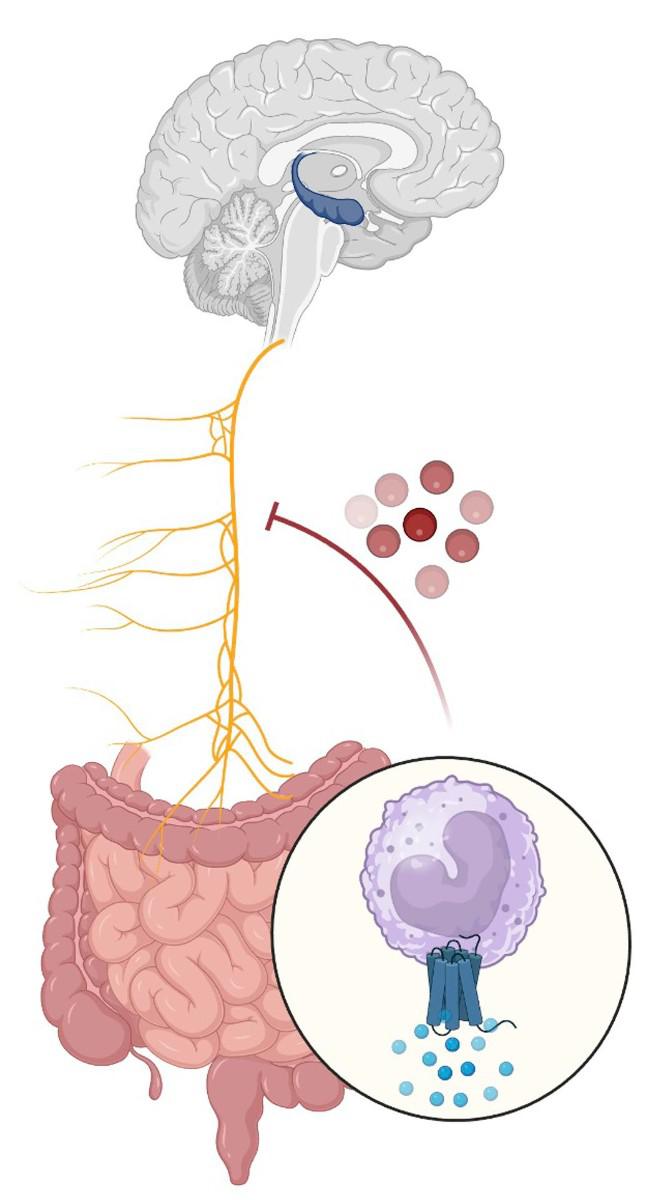 La conexión entre el cerebro y el aparato digestivo