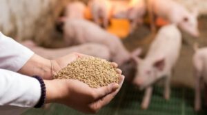 Arranca la primera fábrica municipal de alimento balanceado en Sucre.