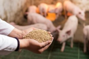 Arranca la primera fábrica municipal de alimento balanceado en Sucre.