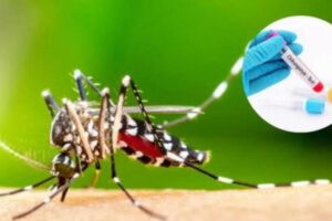 Larvas encontradas durante las inspecciones en Potosí confirman la presencia activa del mosquito en el territorio.