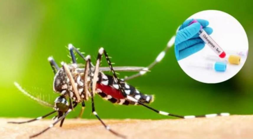 Larvas encontradas durante las inspecciones en Potosí confirman la presencia activa del mosquito en el territorio.