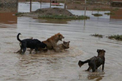 Perros agresivos