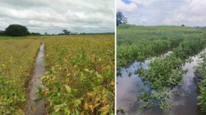 Las imágenes compartidas por Anapo reflejan la afectación por lluvias