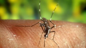 El comportamiento de mosquitos con las personas