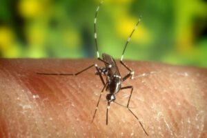 El comportamiento de mosquitos con las personas