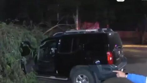 un arbol que aplasto un auto