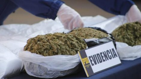 La marihuana secuestrada