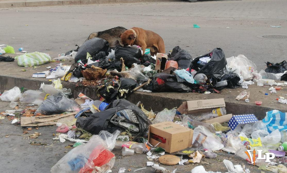 Canes abriendo las bolsas de basura
