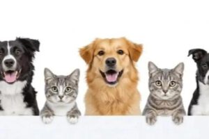 Animales como perros y gatos