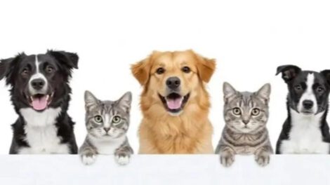 Animales como perros y gatos