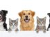 Animales como perros y gatos
