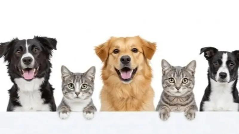 Animales como perros y gatos