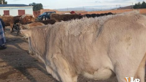 imagen referencial de ganado vacuno