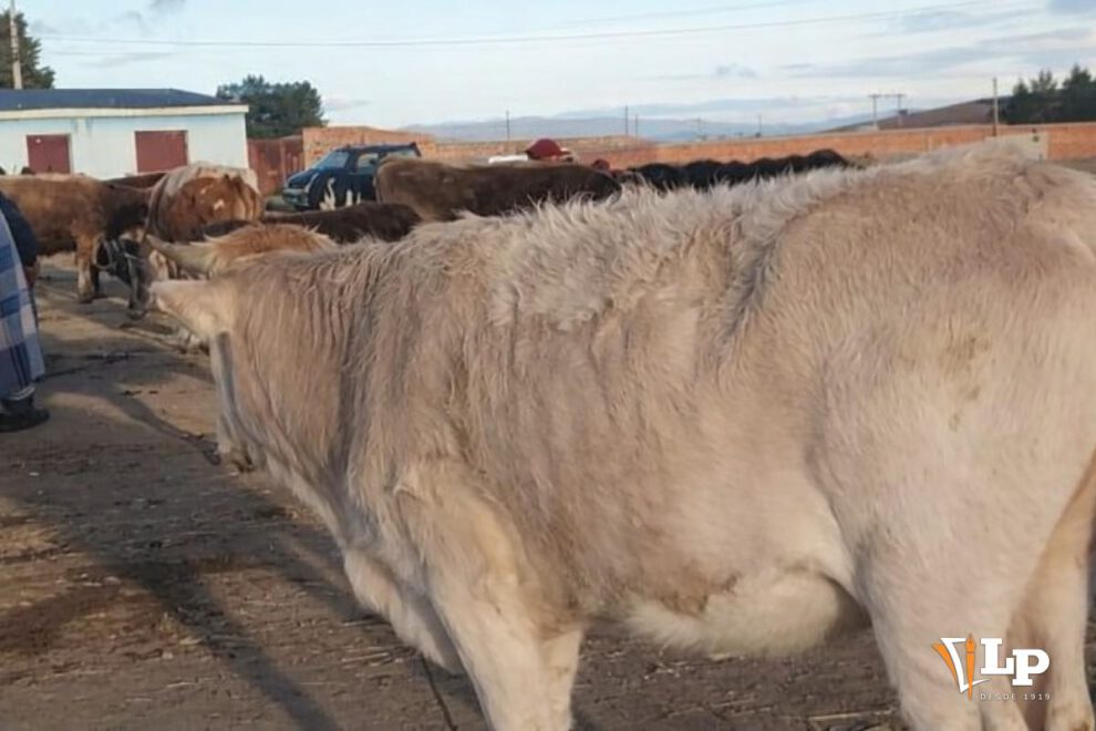 imagen referencial de ganado vacuno
