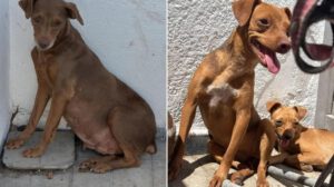 Perros rescatados de criadero clandestino