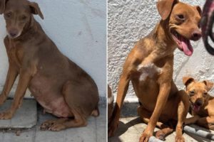 Perros rescatados de criadero clandestino