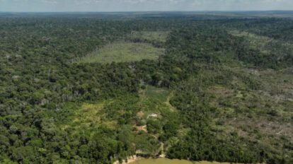 Bosque de brasil