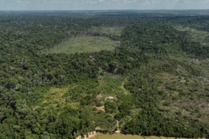 Bosque de brasil