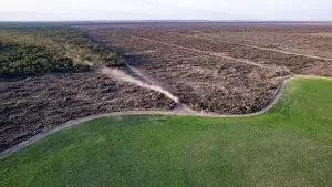 bosque en destrucción