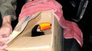 tucan en caja tras su rescate