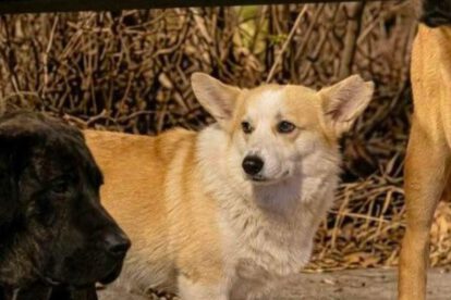 perro