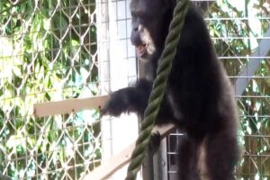 El comportamiento innovador proviene de Ayumu, un chimpancé macho de 26 años en cautiverio