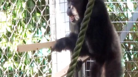 El comportamiento innovador proviene de Ayumu, un chimpancé macho de 26 años en cautiverio